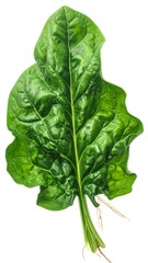 Fototapeta premium A vibrant green leafy vegetable on a white background