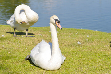 Obraz premium Swan or Cygnus ,Mute Swan or Cygnus olor or white swan