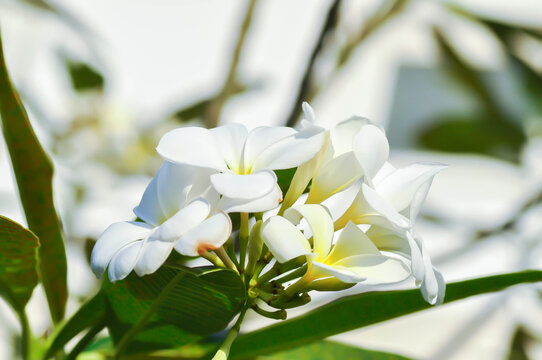 frangipani, frangipani flower or pagoda tree or temple tree with fowers or white flower