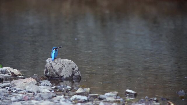 Male Common Kingfisher vocalizing and flying off a river stone, Koma River.
