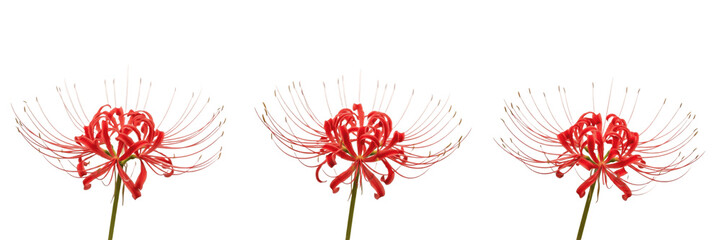 Obraz premium Red Spider Lily Blossom Set Isolated on White - Lycoris Radiata Floral Photography, Higanbana Japanese Equinox Flower for Botanical Illustration, Garden Decor, and Autumn Concepts