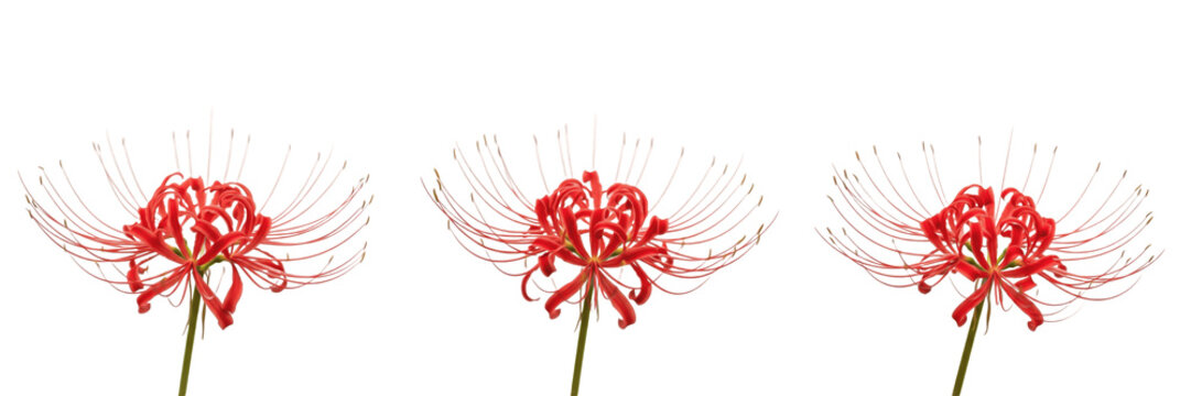 Red Spider Lily Blossom Set Isolated on White - Lycoris Radiata Floral Photography, Higanbana Japanese Equinox Flower for Botanical Illustration, Garden Decor, and Autumn Concepts