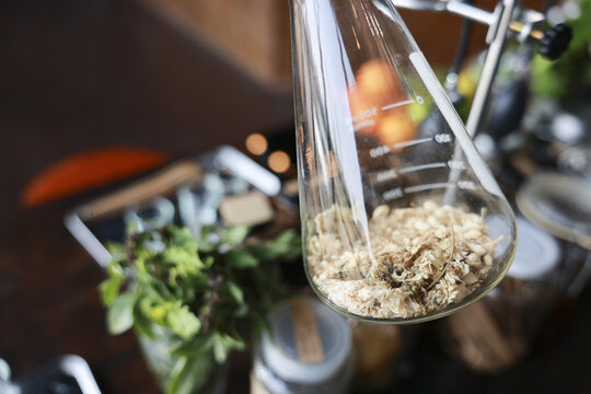 Close up view of glass beaker flask filled with dry herbs used for alternative medicine showing an interesting scientific setup for extracting natural healthy remedies and organic plant material
