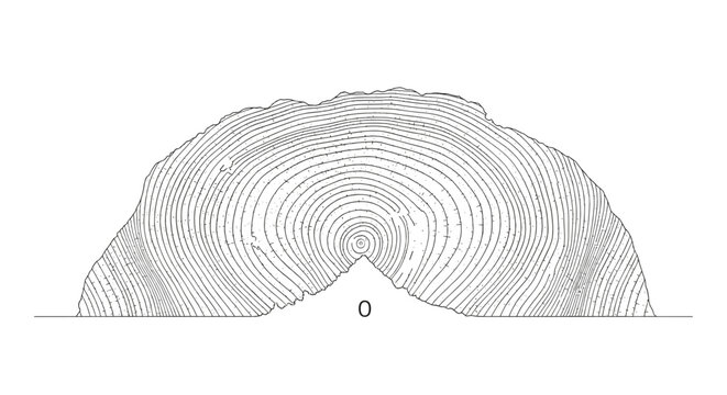 Tree Stump Cross Section Rings.