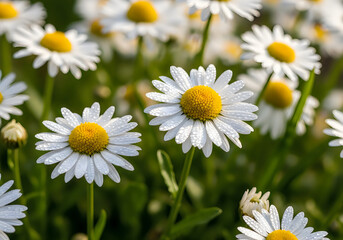 A field of white daisies with yellow centers © Khaleda