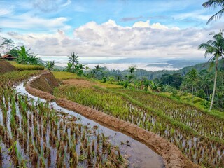 Fototapeta premium Panoramic view of terraced rice fields in Cimanggu, Cilacap, Indonesia. Traditional rural farming landscape with palm trees and mountain mist.