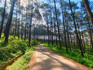 Fototapeta premium Sun-drenched road through a towering pine forest. Ideal for travel, adventure, and mental wellness 