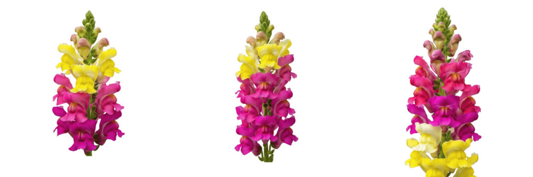 Three vibrant pink and yellow snapdragon flower spikes arranged in row on white background