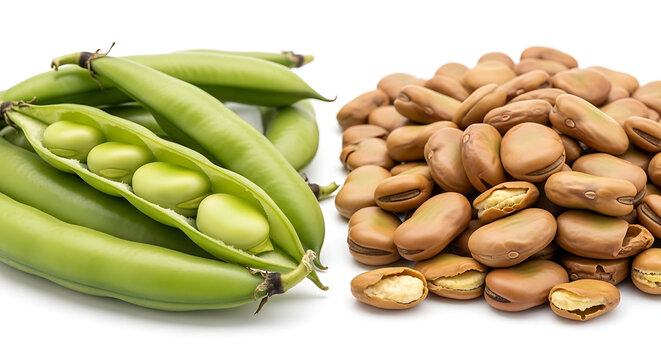 Fresh green broad beans in pods and dried fava beans pile isolated on white background - healthy legume for vegetarian and vegan cuisine with healthy food with cooking ingredient