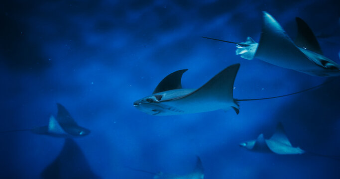 Swim Stingrays Close-up View. Golden Cownose Ray Or Pacific Cown