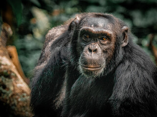 Naklejka premium Chimpanzee portrait with direct gaze in rainforest, Kibale Uganda