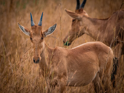 Jacksons hartebeest standing in savanna Murchison Falls Uganda