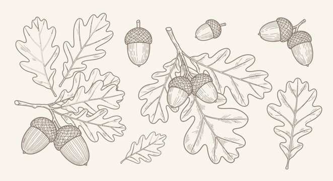 Hand-drawn oak leaves and acorns illustration, a classic botanical sketch evoking autumn and nature's bounty