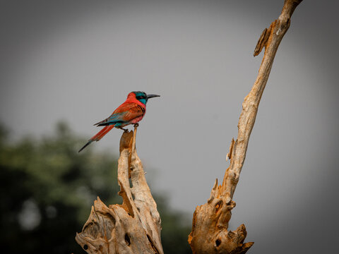 Northern carmine bee-eater perched on dead tree Murchison Falls Uganda