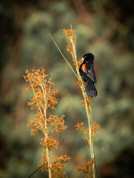 Fan tailed widowbird perched on grass in wetland Lake Bunyonyi Uganda