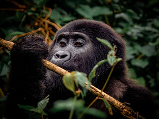 Obraz premium Close up of mountain gorilla in dense rainforest, Bwindi Uganda wildlife