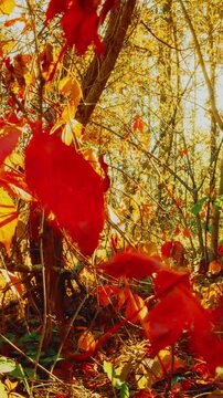 Summer Autumn Forest Transition. Trees Foliage Leaves Turn Yellow Orange Autumn. Time