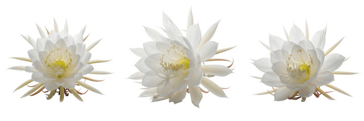 Set of three white Brahma Kamal flowers night blooming cereus isolated on white background floral elements © Joker