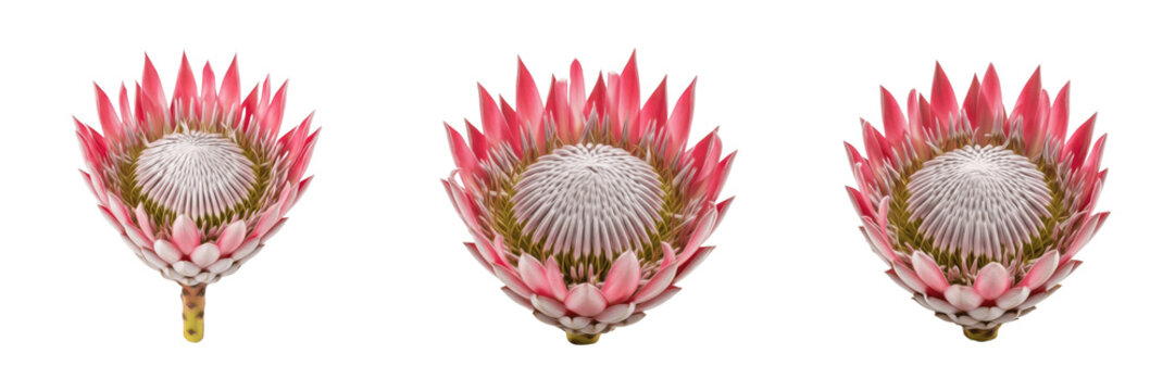 Set of three beautiful pink king protea flowers isolated on white background for floral design elements