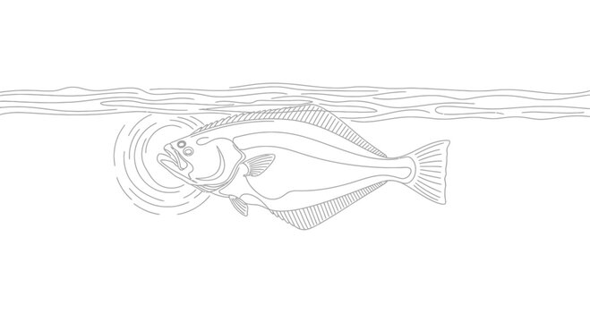 Outline drawing of a large flatfish swimming near the water surface creating ripples