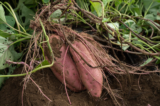 畑から掘り出したサツマイモ