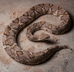 Obraz premium A Portrait of the Camouflaged Serpent