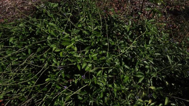 A dense green shrub with small purple flowers and long thin stems spreading over dark soil in natural daylight
