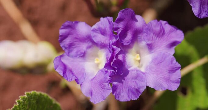 Closeup of the Karvi flower, Strobilanthes callosa, during its rare octennial monsoon blooming.
