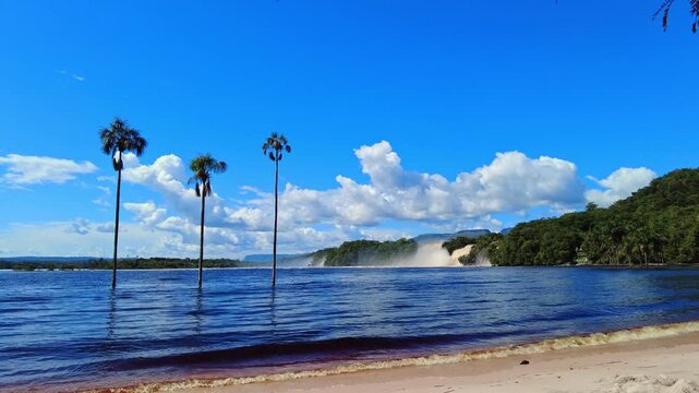 A static establishing shot of palm or moriche trees submerged in the reddish-colored Canaima Lagoon, Enamorados Beach, Canaima, Venezuela. Canaima National Park