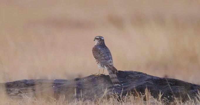 Juvenile female Sparrow hawk perches on a rock, prepares for flight by voiding, and observes.