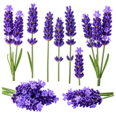 Fototapeta premium A beautiful bouquet of purple lilac flowers in full bloom isolated on a white background captures the fresh essence of spring garden flora in this stunning macro closeup