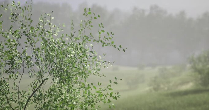 Morning mist envelops a serene landscape, where vibrant green leaves sway softly in the breeze. The tranquility of nature is palpable as fog lingers above the fields.