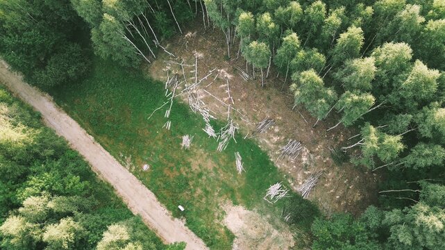 Drone view of partial tree clearing in forest