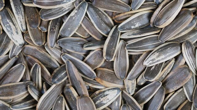 Salted roasted seed arrangement. Closeup of crunchy roasted sunflower seeds. Detailed image of dry roasted sunflower seeds with cracked shells and muted color palette
