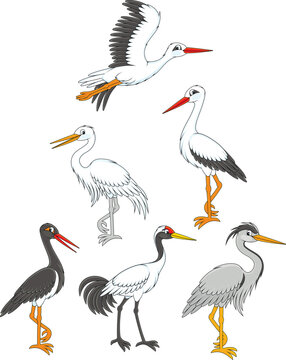 Vector cartoon set of storks, cranes and herons