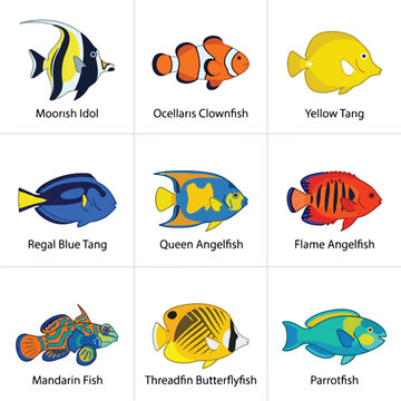 Colorful Fish Species Collection.