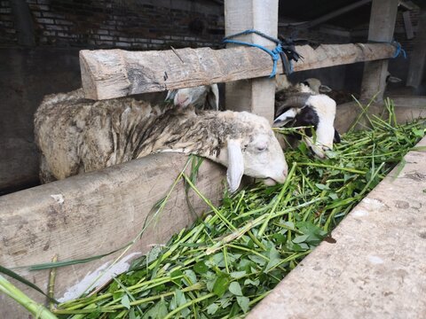 Sheep and rams eating fresh green grass in a rustic wooden pen on a traditional livestock farm, highlighting animal husbandry and agricultural practices.