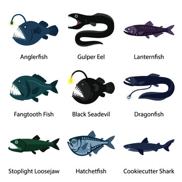 Deep Sea Fish Species Collection.