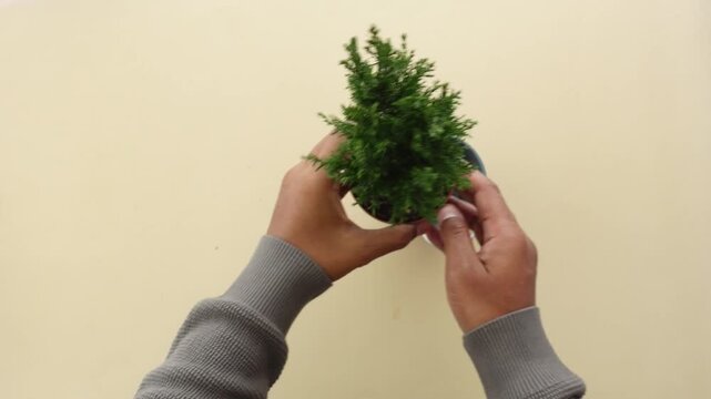 A male person placing small pine tree plant inside metal bucket slow motion top view