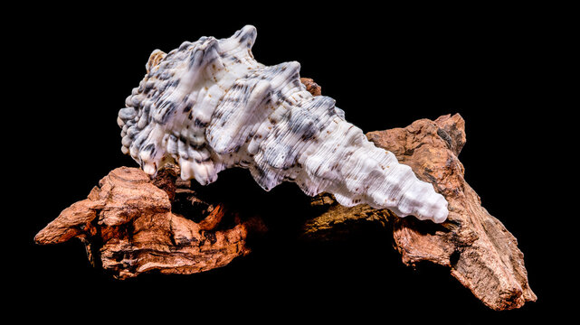 Seashell Hexaplex trunculus with driftwood on black background
