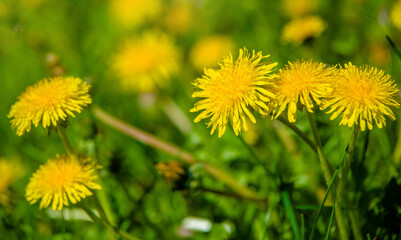 Obraz premium Yellow dandelions blooming on grass background 