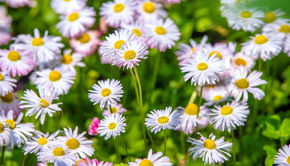 Obraz premium White small daisies blooming on grass background 