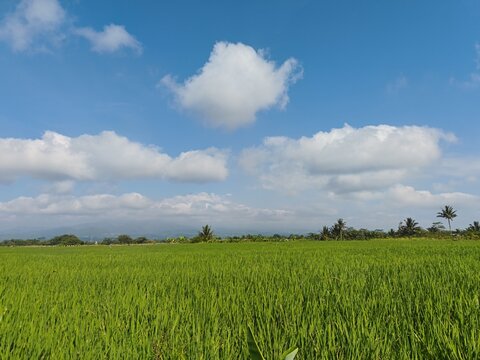 Vibrant green rice field landscape under a bright blue sky with fluffy white clouds. Beautiful tropical agricultural scene in a peaceful rural area.