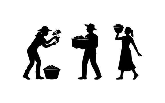 Farm workers harvesting grapes carrying a full basket