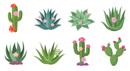 Desert Cactus and Succulent Plants Collection, Floral Vector Art © hakim