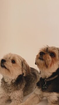 Vertical Portrait of Two Small Fluffy Dogs Looking Up Expectantly Against Plain White Studio Background - Cute Pets Scene