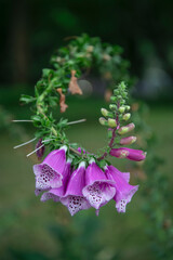 Close-up of purple foxglove flowers © jicheng