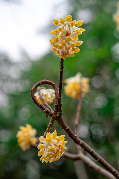 Close-up of blooming yellow Daphne odora flowers