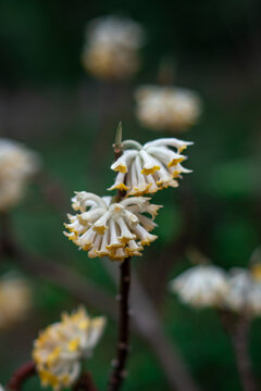 Close-up of blooming yellow Daphne odora flowers