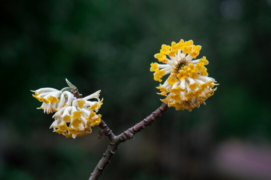 Close-up of blooming yellow Daphne odora flowers